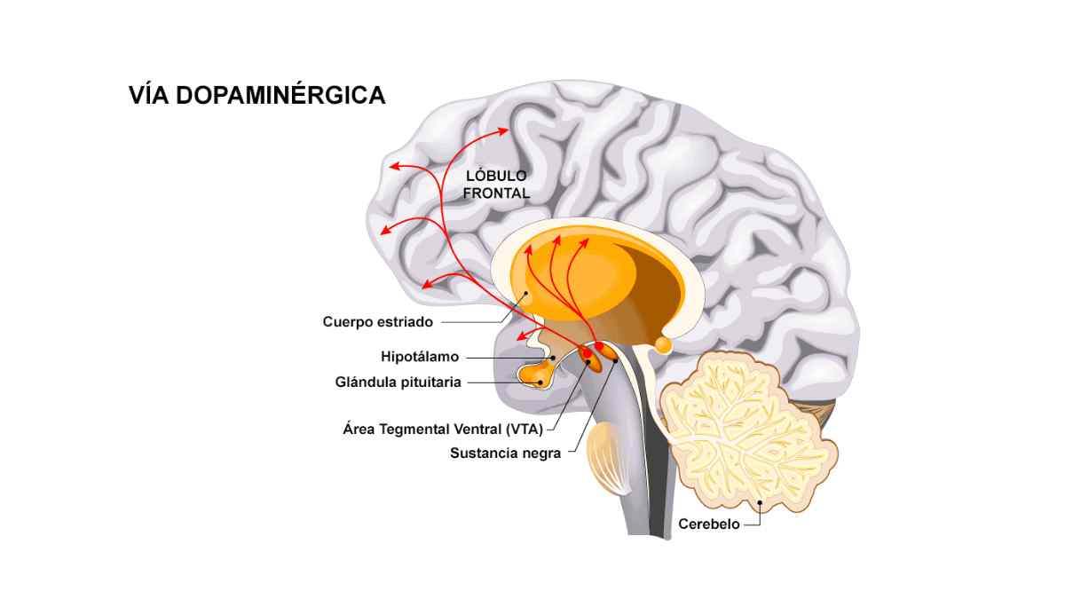 Mirar el móvil cuando nos levantamos influye en la dopamina.