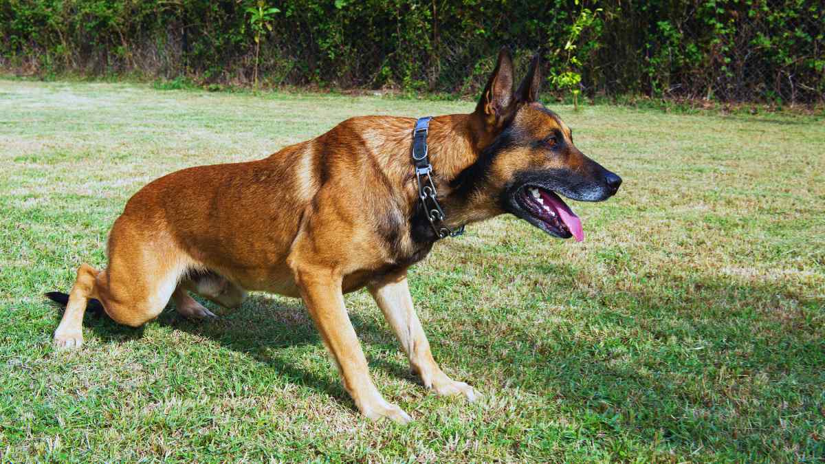 Perro pastor belga, conocido también como perro policía.