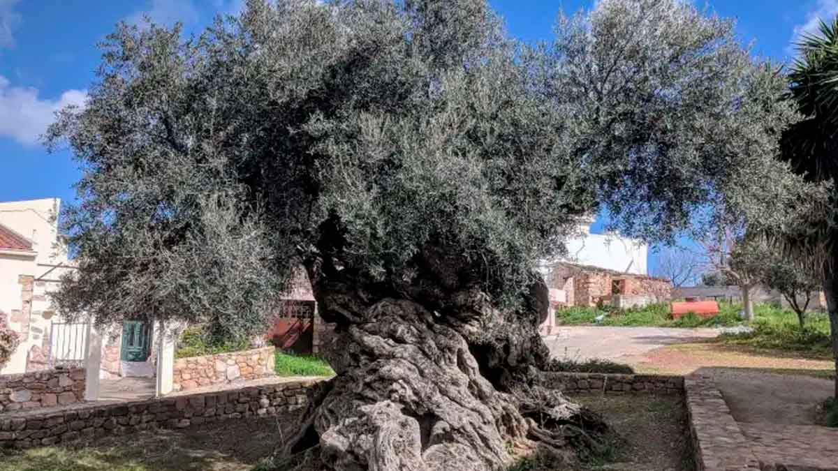 Olivo de Vouves en Creta, considerado el más antiguo del mundo con más de 4.000 años y aún produce aceitunas