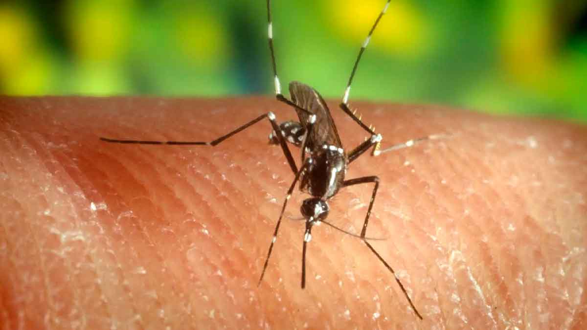 Mosquito transmisor del virus del Nilo en Andalucía sobre la piel humana