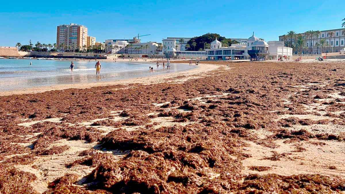 Acumulación de alga invasora Rugulopteryx okamurae en una playa de Andalucía con bañistas al fondo