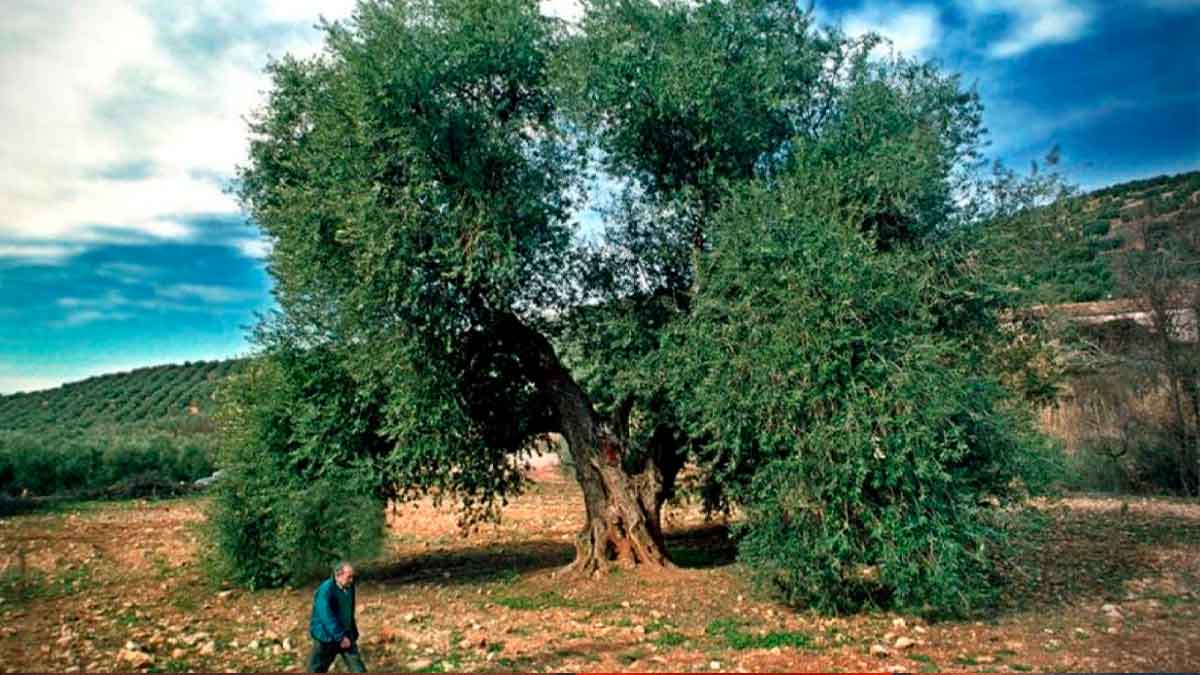Olivo de Fuentebuena en Arroyo del Ojanco, Jaén, uno de los olivos más grandes del mundo junto a una persona para apreciar su tamaño