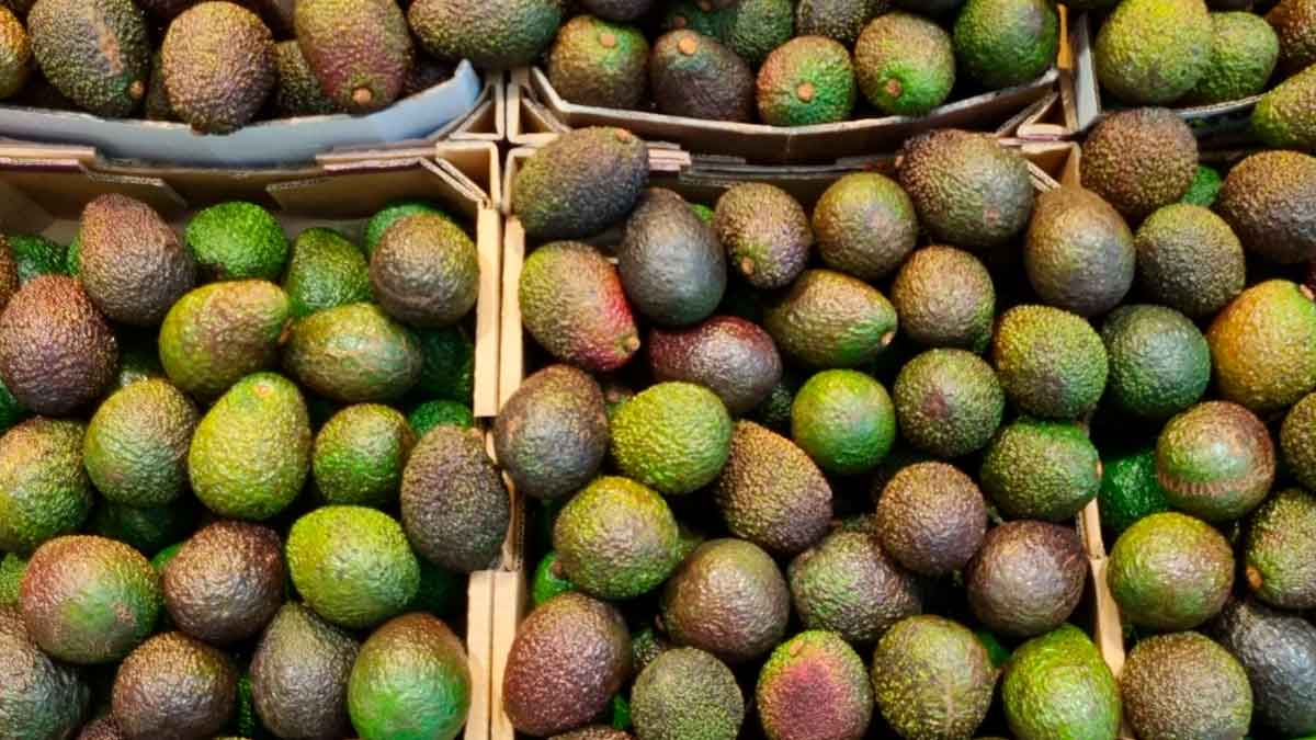 Aguacates de origen andaluz que Mercadona vende en sus supermercados durante la campaña nacional