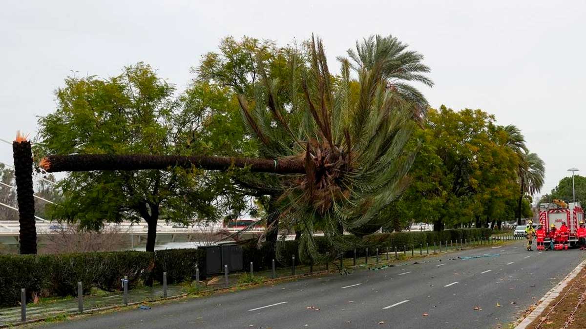 Palmera caída sobre una carretera en Andalucía tras fuertes rachas de viento por el temporal