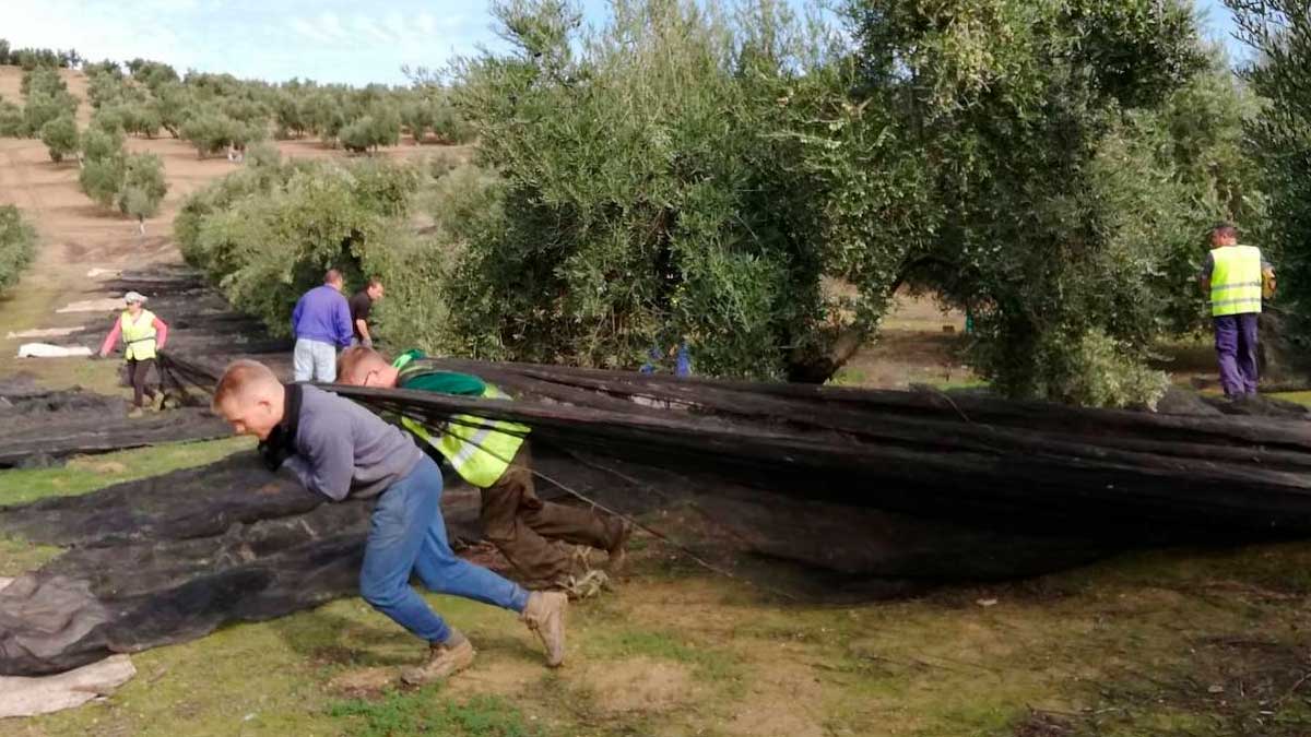 Trabajadores agrícolas recogiendo aceituna en un olivar de Andalucía tras la reducción de peonadas para prestaciones