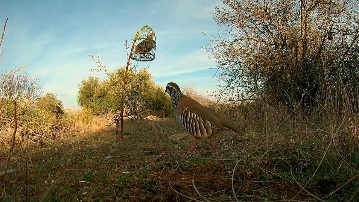 Perdiz con reclamo en el campo durante la temporada de caza en Andalucía