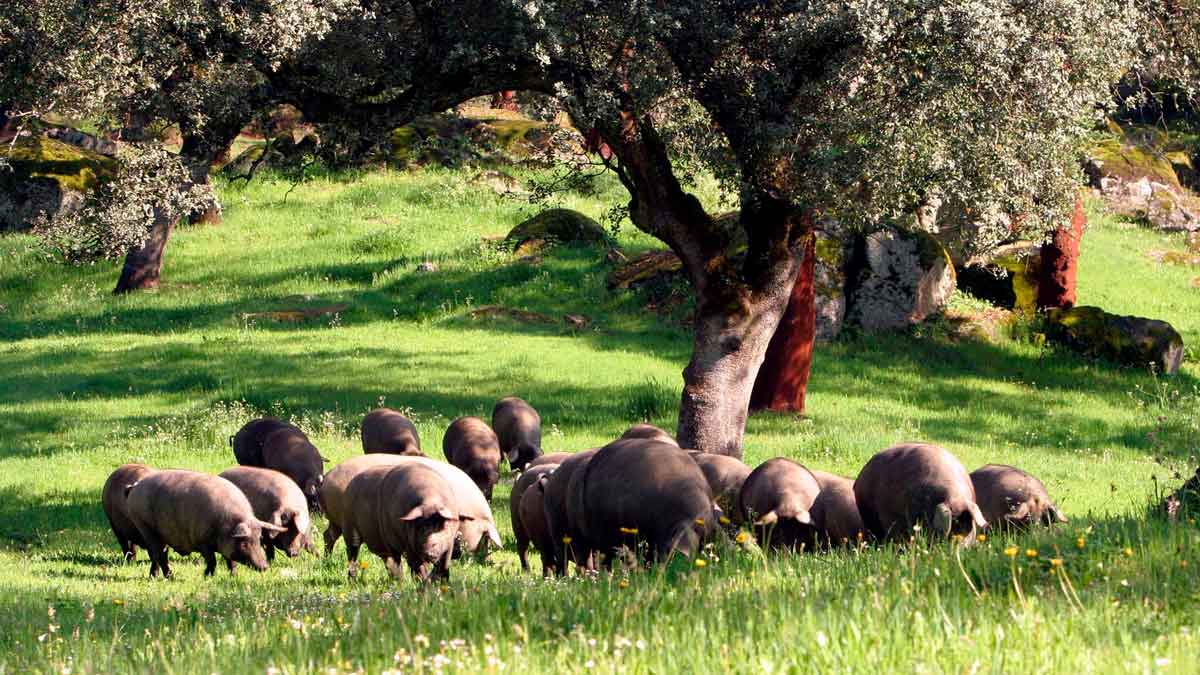 Cerdos ibéricos en dehesa de Sierra Morena bajo encinas durante la montanera
