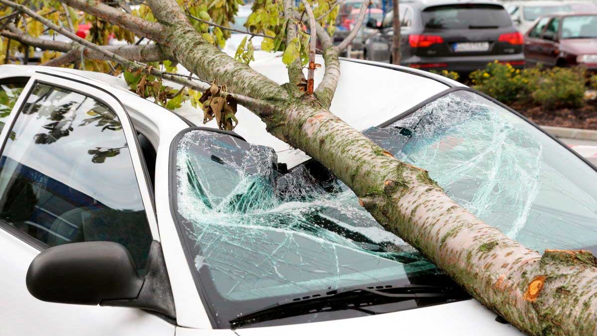 Daños por temporal en un coche tras la caída de un árbol