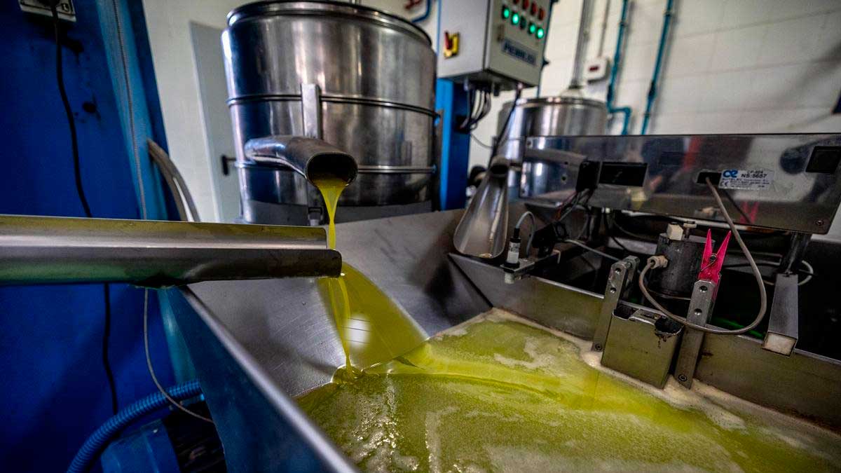 Aceite de oliva virgen saliendo de maquinaria en almazara durante proceso de producción
