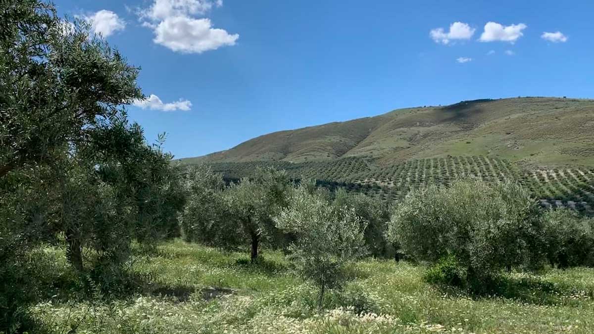 Olivar de Castillo de Canena en Jaén donde se aplica control biológico con insectos beneficiosos