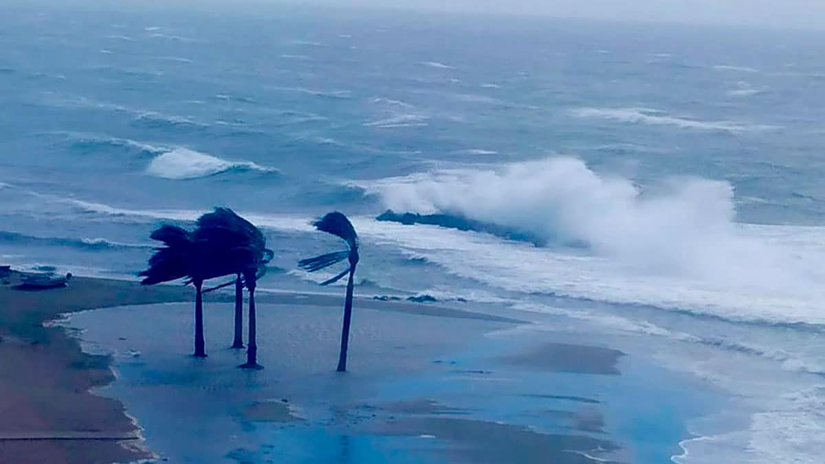Temporal en la costa de Andalucía con fuerte oleaje y palmeras azotadas por vientos de hasta 90 km/h