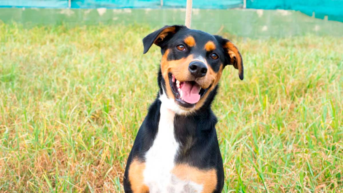 Perro de asistencia en un espacio exterior relacionado con el nuevo registro digital de perros de asistencia en Andalucía