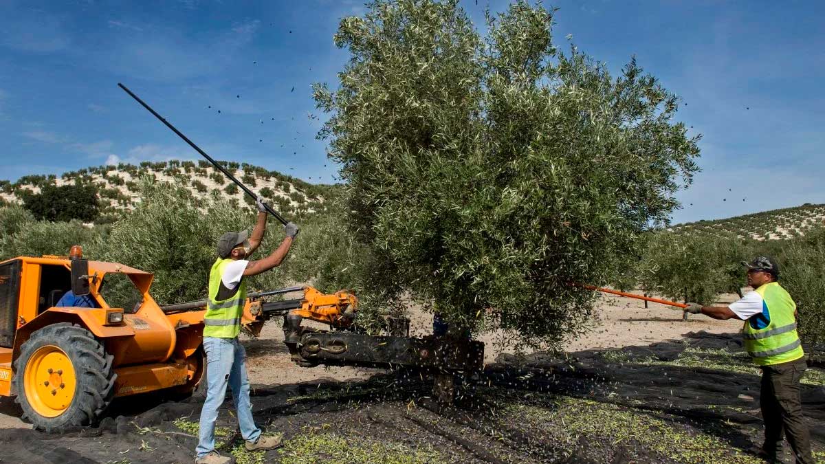 Trabajadores recolectando aceitunas en un olivar de Andalucía afectados por las borrascas y ayudas de la PAC