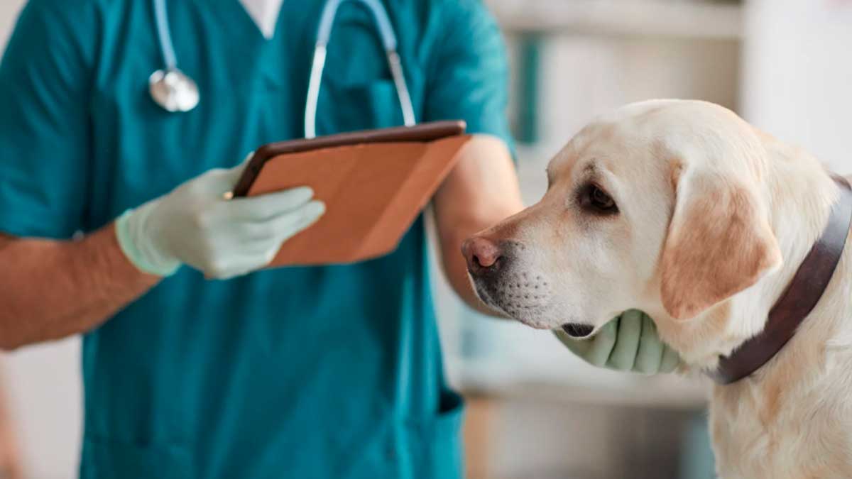 Perro en clínica veterinaria durante una consulta que refleja una urgencia veterinaria relacionada con un caso de despido laboral