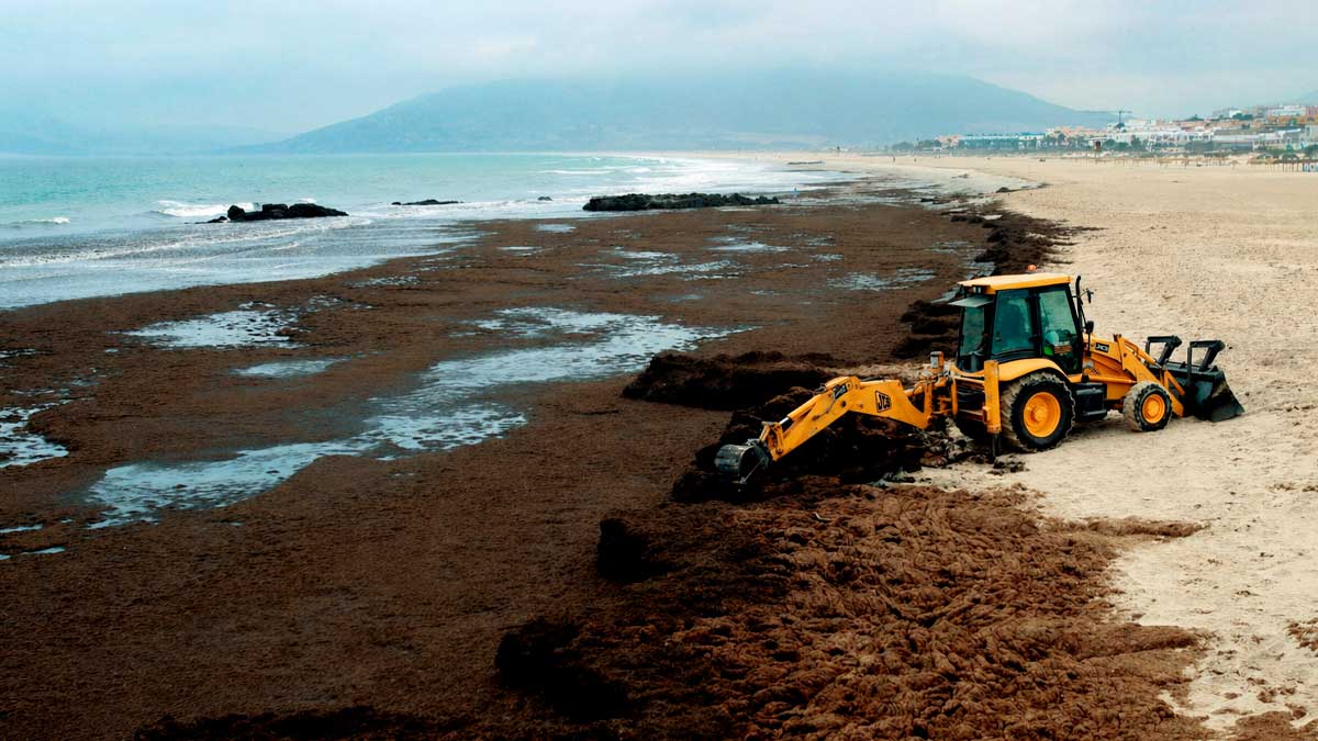Playa de Andalucía cubierta por alga invasora mientras una excavadora retira restos en la costa