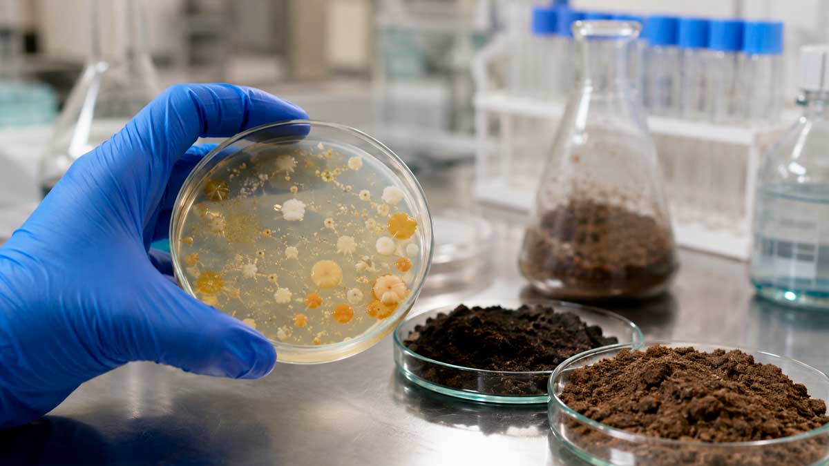 Bacterias aisladas de lodos de depuradora analizadas en laboratorio para eliminar restos de ibuprofeno en suelos agrícolas contaminados.