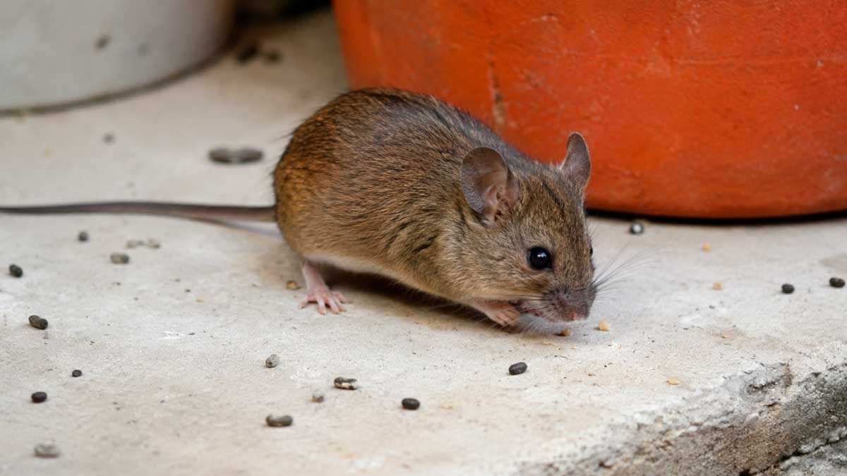 Ratón portador potencial de hantavirus en una imagen ilustrativa sobre el brote detectado en el crucero MV Hondius