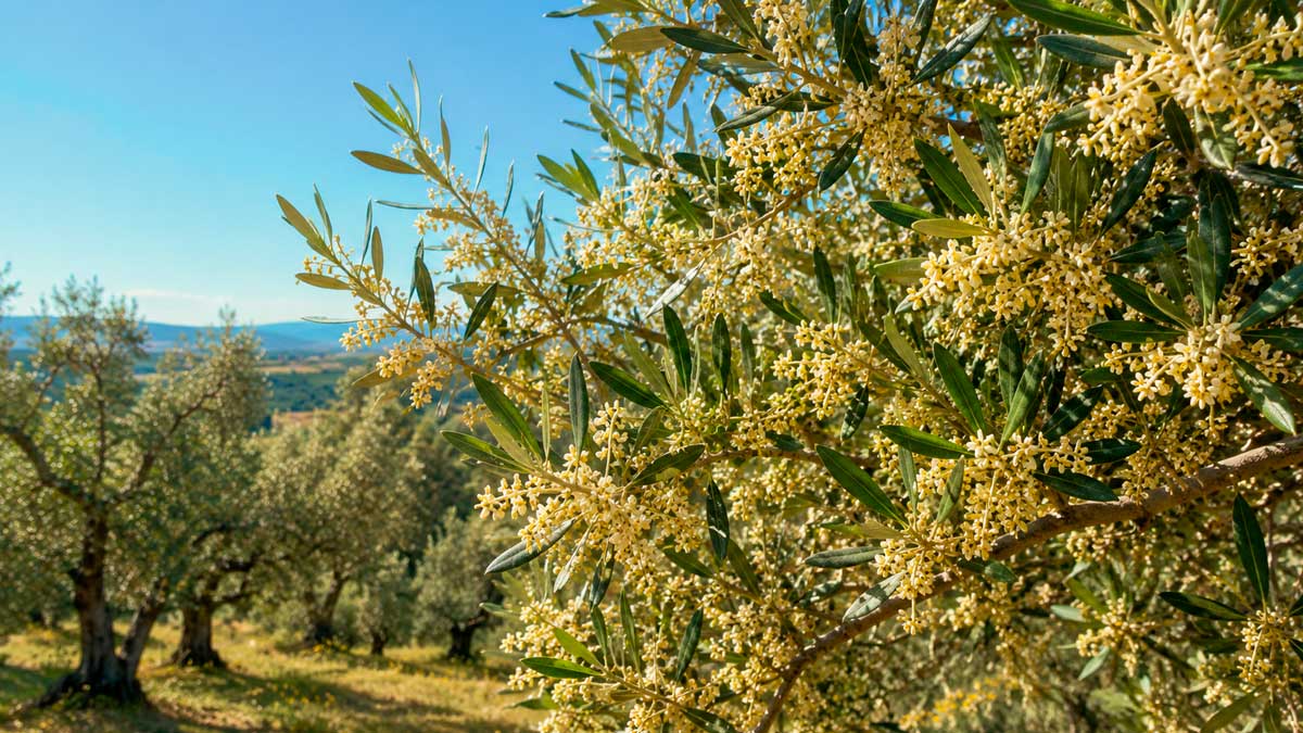 Olivo en floración con altos niveles de polen durante la primavera en Andalucía