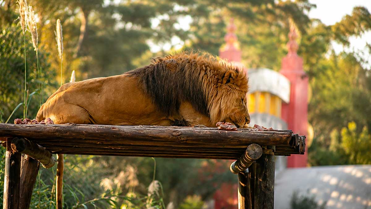 León en el Zoo de Córdoba, símbolo de la acreditación EAZA