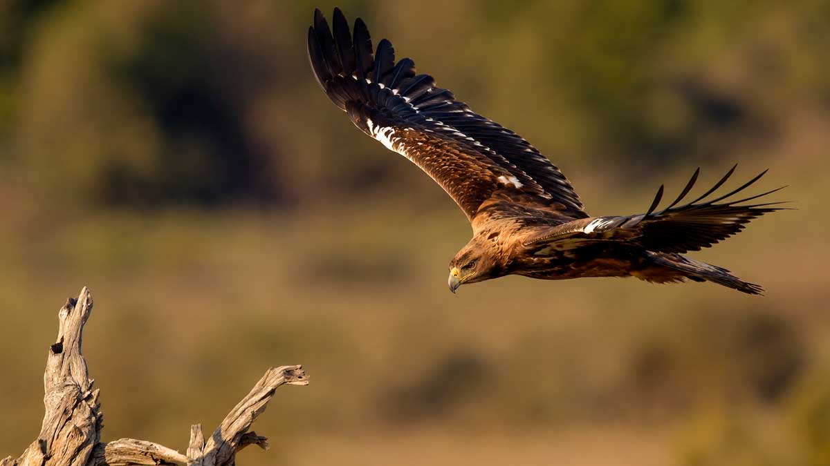 Águila imperial en vuelo sobre Doñana, especie protegida en recuperación