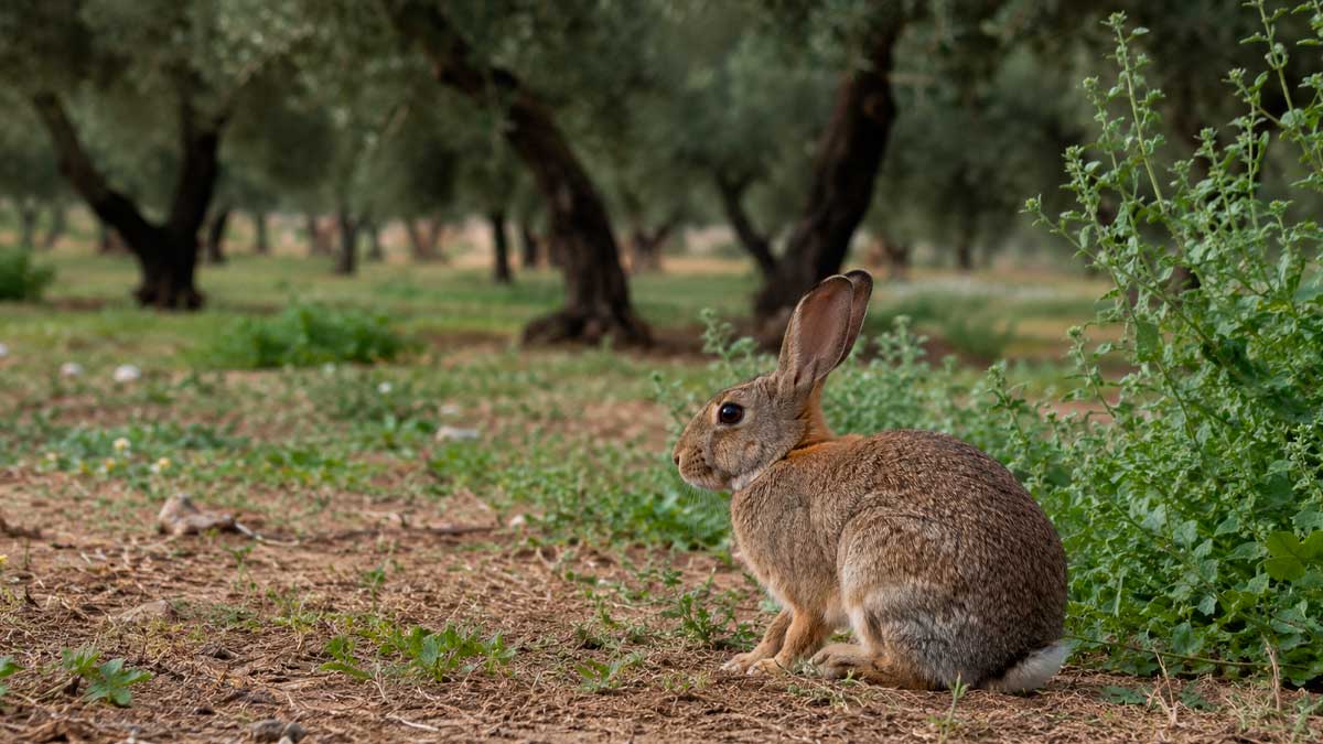 Conejo silvestre en una explotación agrícola de Andalucía afectada por la plaga que amenaza cultivos