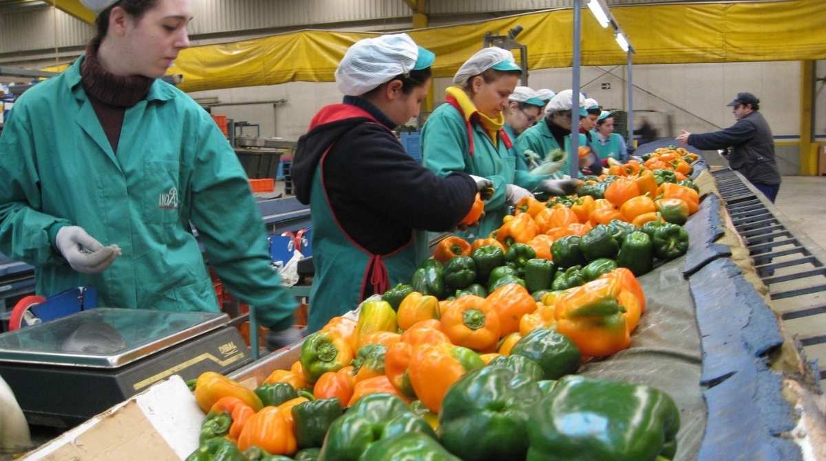 Trabajadores en una empresa agroalimentaria de Andalucía, sector que contribuye al récord histórico de empresas inscritas en la Seguridad Social