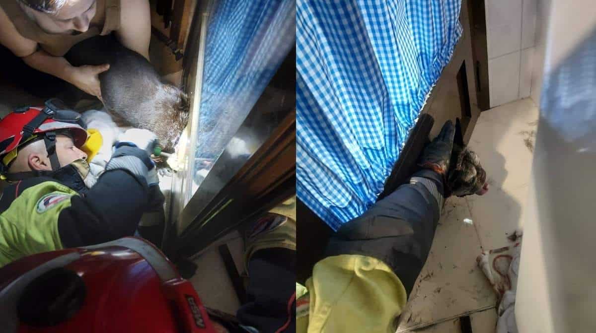 Rescate de una perrita atrapada en una puerta de una vivienda de Trigueros por los bomberos de Huelva