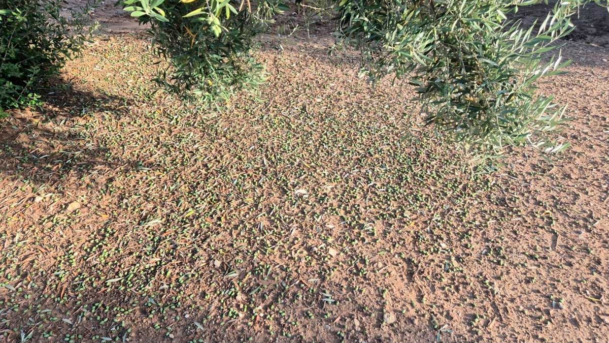 Aceitunas caídas en el suelo bajo olivos en un olivar de Jaén tras daños recientes