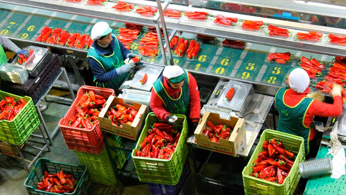 Empleo en Almería en almacén y envasado agroalimentario con trabajadores manipulando pimientos rojos
