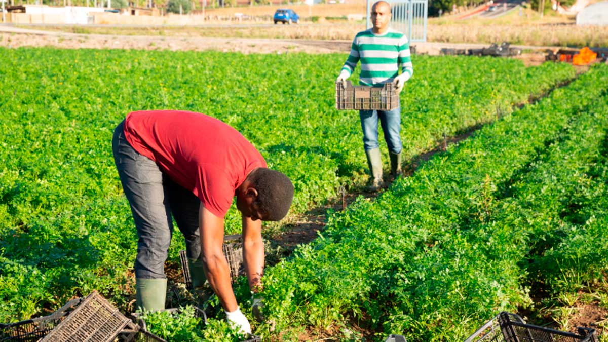 Trabajadores agrícolas realizan labores en el campo durante las primeras horas del día para evitar las altas temperaturas en Andalucía