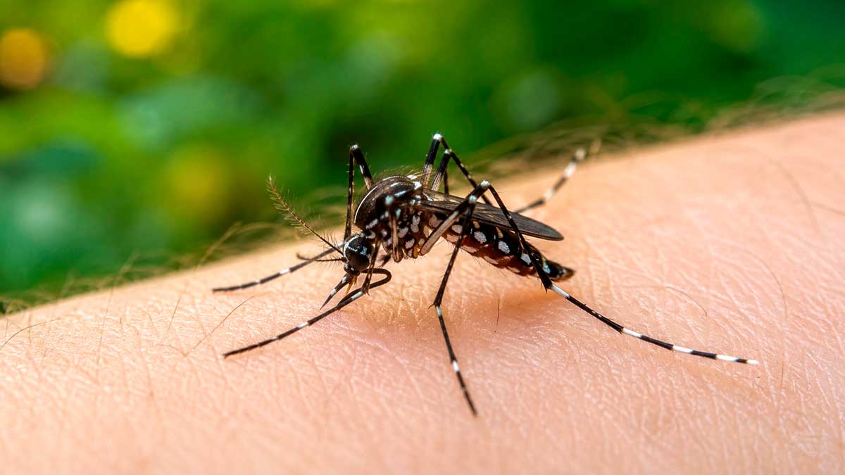 Mosquito tigre sobre la piel humana durante el verano en Andalucía