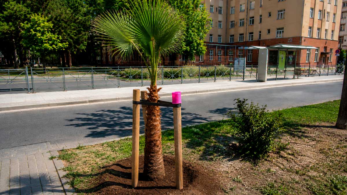 Palmera con chip de seguridad en Sevilla para evitar robos