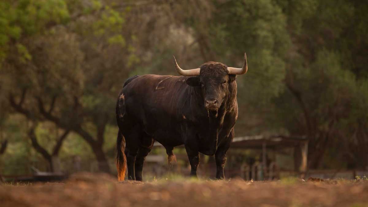 Toro bravo de la ganadería Gavira en la finca Soto de Roma, en Los Barrios (Cádiz)