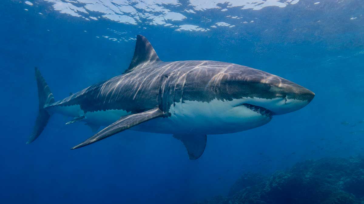 Tiburón blanco adulto nadando bajo el agua en el mar Mediterráneo durante un histórico avistamiento registrado por buceadores.