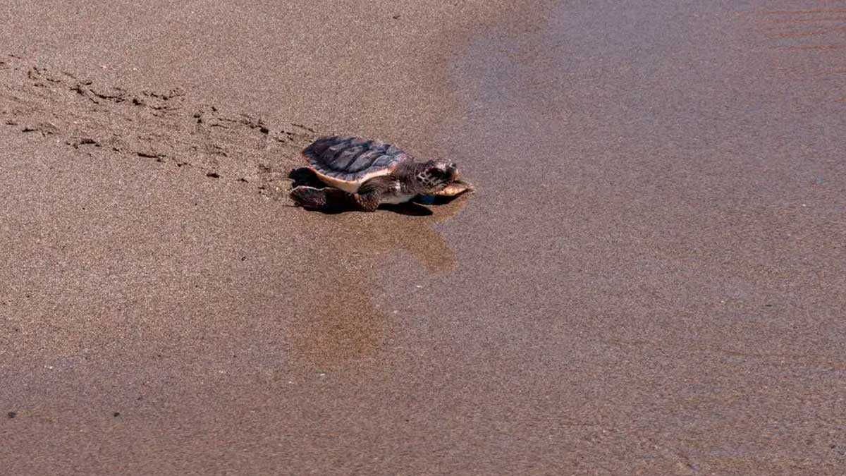 Tortuga boba en Mojácar avanzando hacia el mar tras ser liberada en la costa