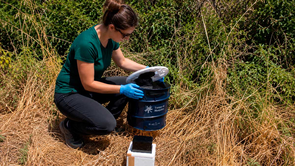 Técnica revisando una trampa de vigilancia del virus del Nilo Occidental en una zona de vegetación seca de Andalucía.