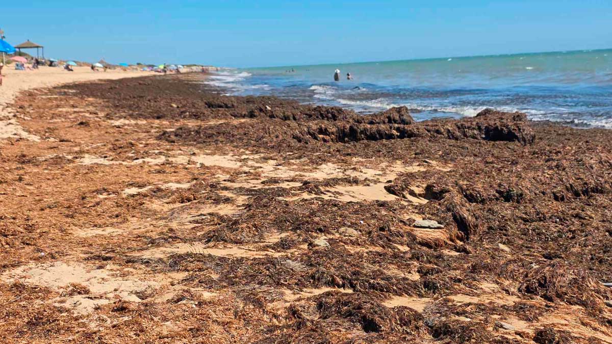 Acumulación de algas en la playa de Chipiona durante el verano