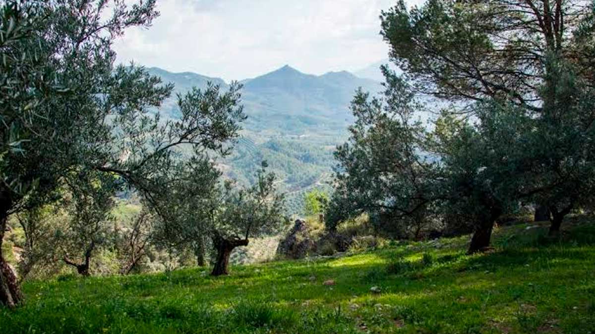 Paisaje de la Sierra de Segura con olivos tras las borrascas y ayudas aprobadas