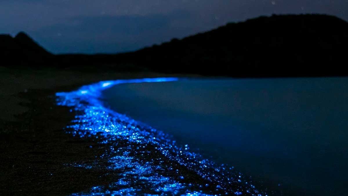 Bioluminiscencia en Andalucía: playa con mar brillante por organismos luminosos