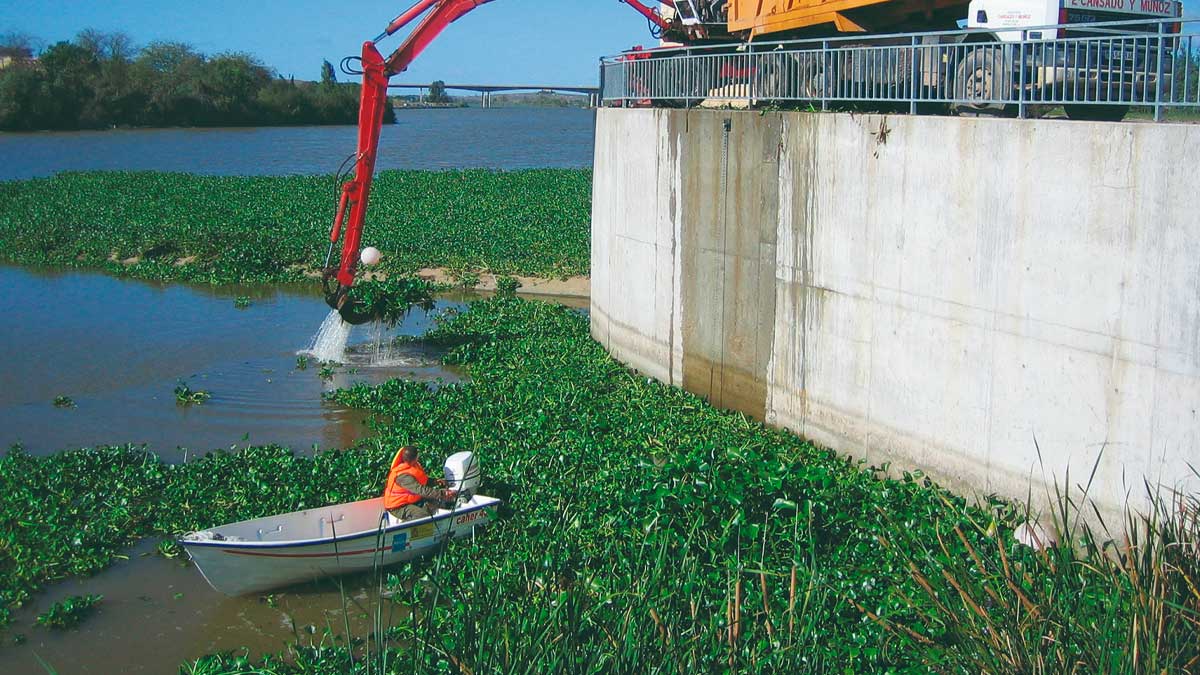 Retirada de camalote en Sevilla por la Junta en Palomares del Río
