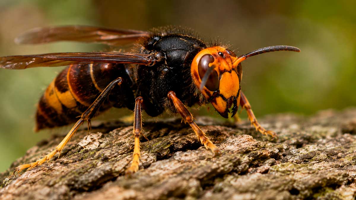 Primer plano de un avispón oriental (Vespa orientalis) posado sobre la corteza de un árbol.