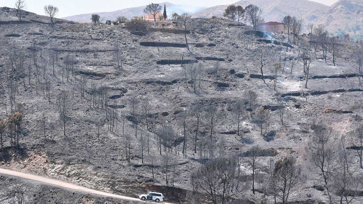 Zona afectada por el incendio de Los Gallardos con paisaje calcinado y árboles quemados