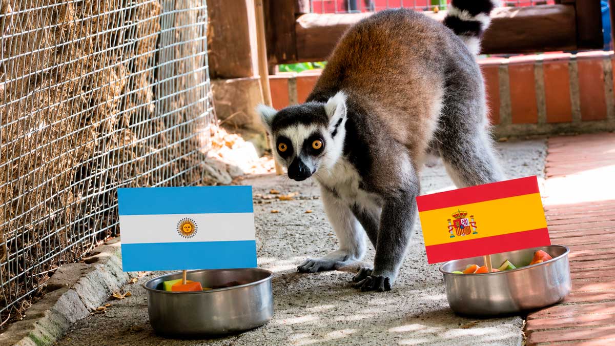 Lémur de Almuñécar elige entre banderas de Argentina y España en homenaje por acertar el Mundial 2026