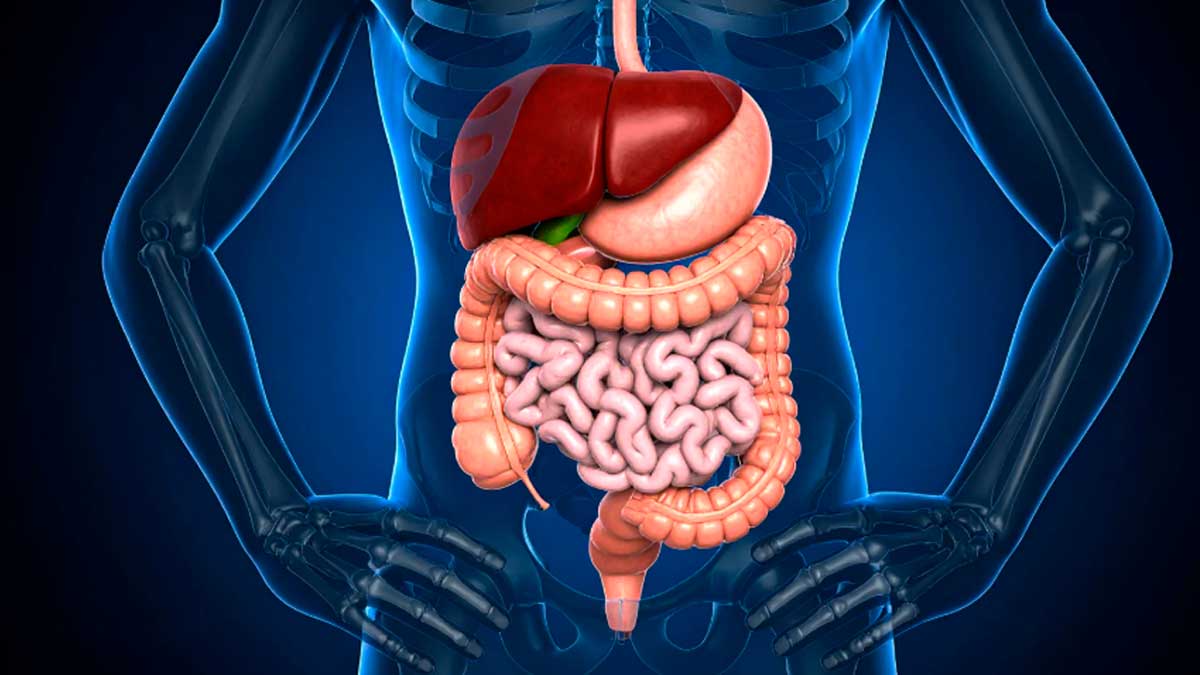 Órganos del sistema digestivo humano relacionados con envejecimiento intestinal y pérdida de memoria