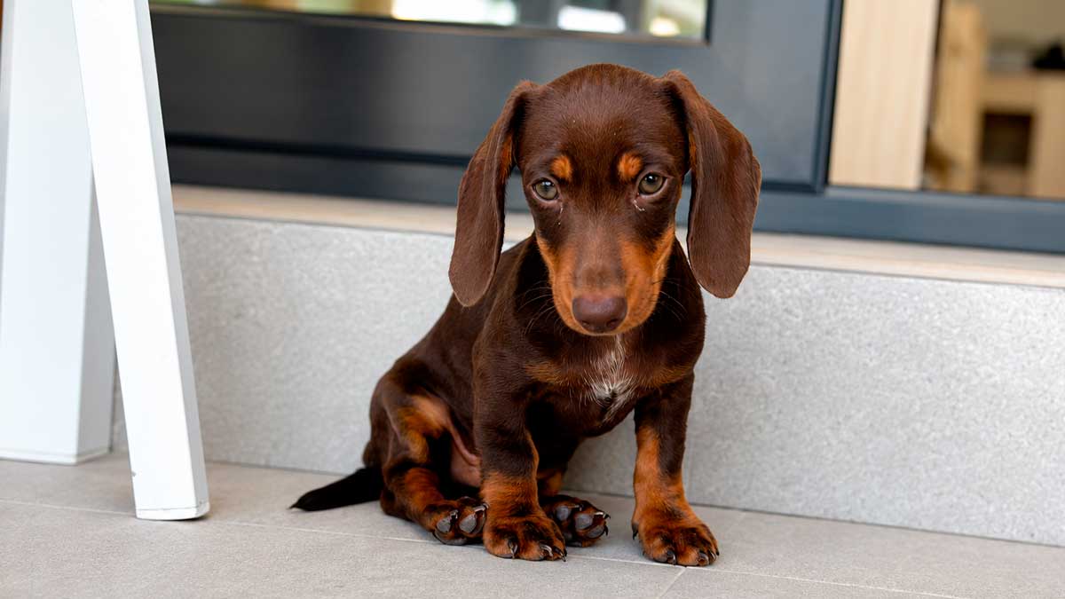 Cachorro de perro salchicha, una de las razas más cotizadas, sentado en una entrada