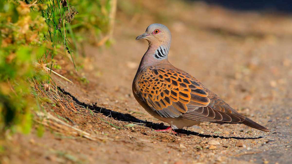 Tórtola europea en su hábitat natural en Andalucía