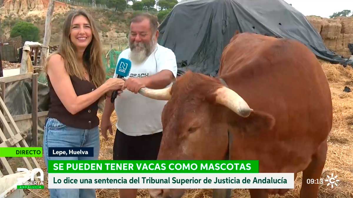 Vacas como mascotas en Lepe tras sentencia del TSJA