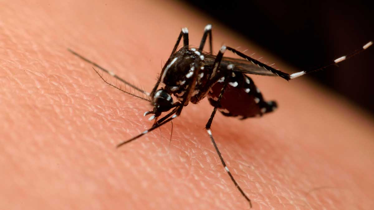 Mosquito transmisor del Virus del Nilo sobre la piel humana en Andalucía