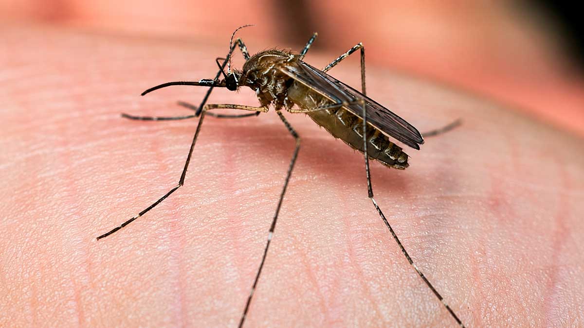 Mosquito transmisor del Virus del Nilo occidental sobre la piel humana