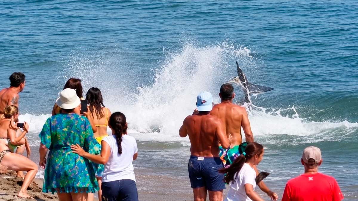 Atún gigante en Marbella sorprende a bañistas tras encallar en la playa